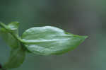 Small-leaf spiderwort